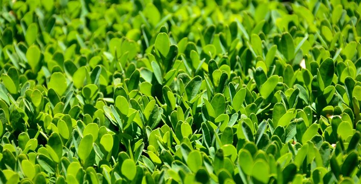 Detalle de hojas de boj en un jard&iacute;n