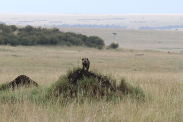 見張り担当のハイエナ
