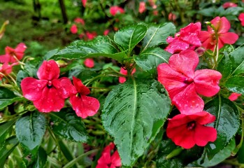 red flowers in the garden