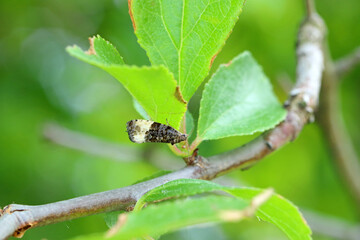 Plum tortrix (Hedya pruniana) on a plum tree. Caterpillars feed on a variety of fruit trees in orchards and gardens.