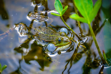 Croaking green frog swimming in a pond, close-up