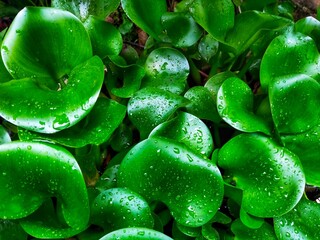 green leaf with drops of water