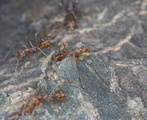  Closeup of red ants  on a tree