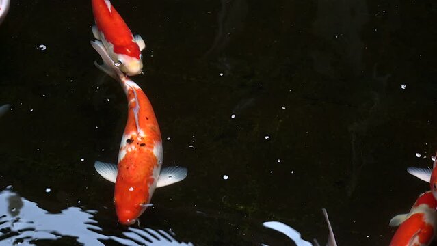 Beautiful close up footage view of multi color koi fish swim in clear water and dark background