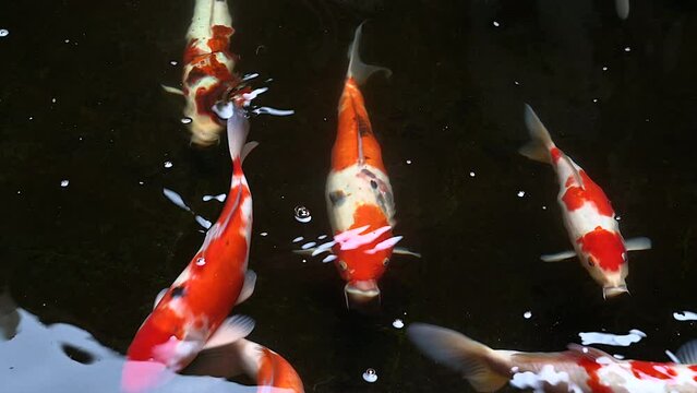 Close up footage view of multi color koi fish swim in clear water and dark background