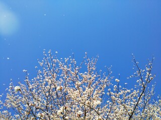 満開の桜と青い空