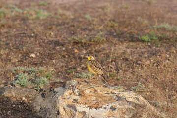 石の上のキムネツメナガタヒバリ