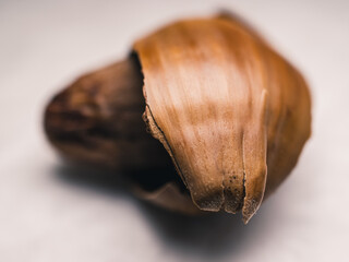 Close up of an acorn