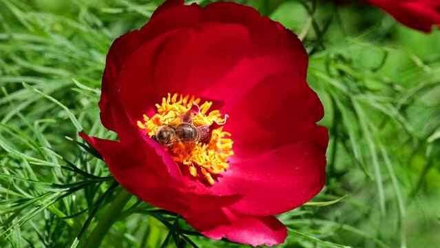 Beautiful red peonies sways in the wind in the steppe. Paeonia tenuifolia blooming in the spring. Fernleaf peony shrubby red flower steppes plant. Beautiful landscape with steppe peonies slow motion