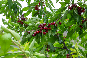 chinese cherry 