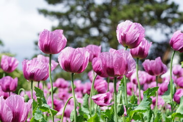 blau Mohn für die Bäcker 