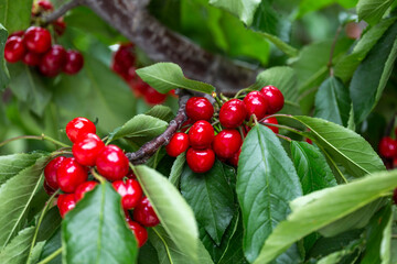 chinese cherry 
