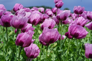 Obraz premium ein Feld voller rosa Mohnblumen die zu blau Mohn verarbeitet werden