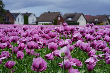 ein Feld voller rosa Mohnblumen die zu blau Mohn verarbeitet werden