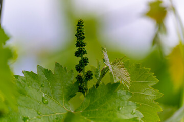 Grapevine with baby grapes and flowers - flowering of the vine with small grape berries. Young green grape branches on the vineyard in spring time.