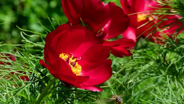 Paeonia tenuifolia blooming in the steppe in the spring. Beautiful red peony flowers Paeonia biebersteiniana or Paeonia carthalinica sways in the wind slow motion close-up. Wild rare flower
