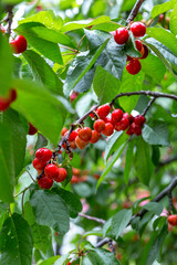 chinese cherry 