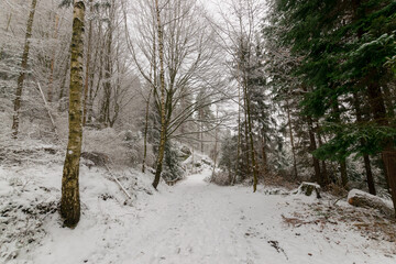 snowy hiking path at the Elbsandsteingebirge (Saxon Switzerland, Germany)