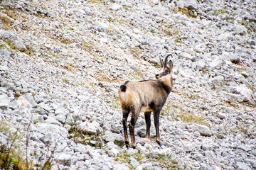 Chamois