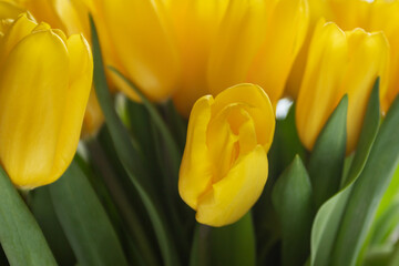 Obraz premium tulip buds, flower growing, easter and spring