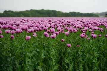  Papaveroideae Mohn Poppies field red poppies, pink poopies, baker poppies, poppy field