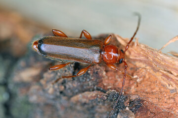 Tanbark Borer - Violet Tanbark Beetle (Phymatodes testaceus) - brown form - Bark and wood borer insect.