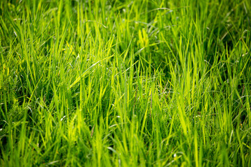 Grass green juicy and fresh texture as background