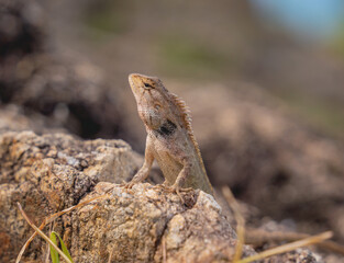 Small gray rock lizard on a stone