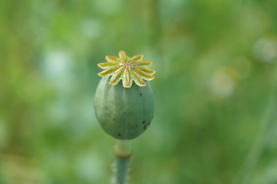  Papaveroideae, Blauer Mohn ,popy,poppies