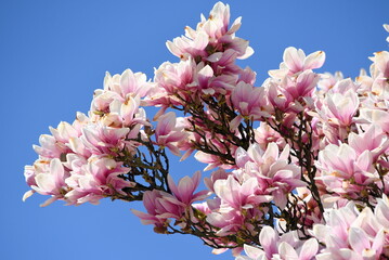 Pinke Blütenpracht eines Magnolienbaumes vor strahlend blauem Himmel  