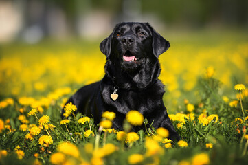 happy black labrador dog lying down on a field of dandelions
