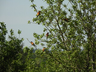 The European bee-eater (Merops apiaster) is a near passerine bird in the bee-eater family, Meropidae.