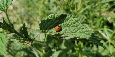 ladybird on a green leaf