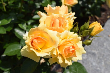 Beetrose Hansestadt Rostock