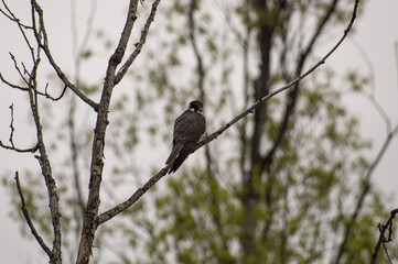 a hawk bird is sitting on a branch