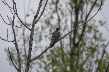 a hawk bird is sitting on a branch