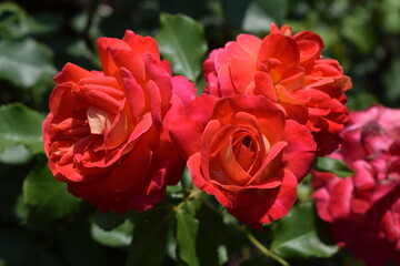 Floribunda-Rose Midsummer