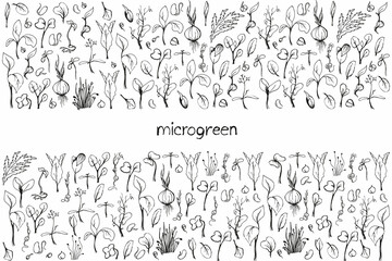 Fototapeta na wymiar Set of microgreens doodle illustration. Vector hand drawn sketch background