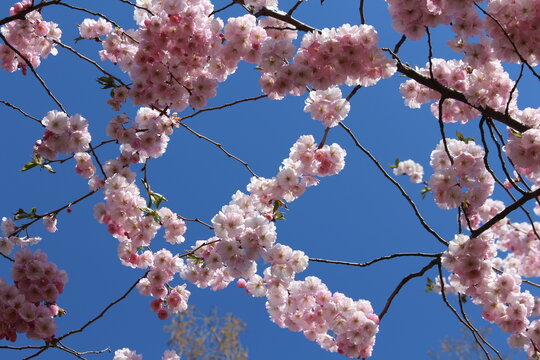 cherry tree blossom