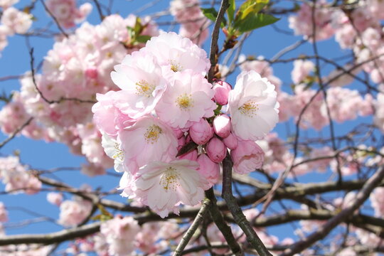 blossom