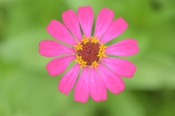 Obraz premium Zinnia flowers, tropical flowers, colorful flowers, close-up flowers.