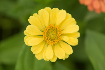 Zinnia flowers, tropical flowers, colorful flowers, close-up flowers.