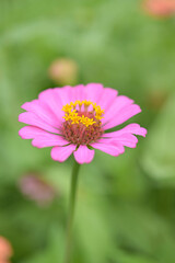 Obraz premium Zinnia flowers, tropical flowers, colorful flowers, close-up flowers.