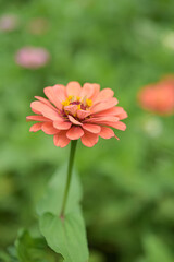Zinnia flowers, tropical flowers, colorful flowers, close-up flowers.