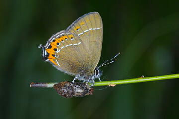 Black Hairstreak (Satyrium pruni, Fixsenia pruni). A young butterfly freshly hatched from a pupa.