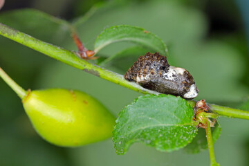 Black Hairstreak (Satyrium pruni, Fixsenia pruni), pupa.