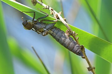Exuvie einer Großen Königslibelle (Anax imperator)