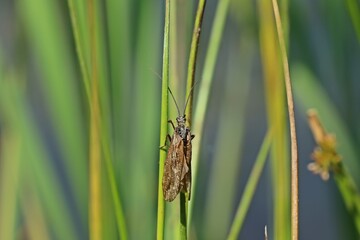 Köcherfliege ( Phryganea sp.)