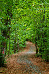 Obraz premium an alley through the forest in the Sovata resort - Romania