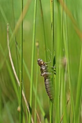 Exuvie einer Großen Königslibelle (Anax imperator)